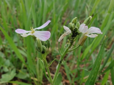 Diplotaxis Erucoides, beyaz Wallroket veya Pembe Hardal