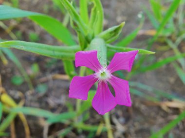 Koni sineği ya da Silene Conoidea bitkisi