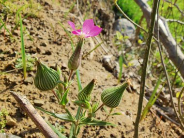 Koni sineği ya da Silene Conoidea bitkisi