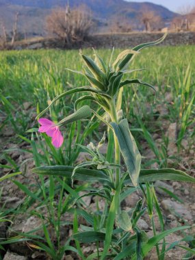 Koni sineği ya da Silene Conoidea bitkisi
