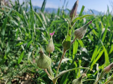 Koni sineği ya da Silene Conoidea bitkisi