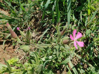 Koni sineği ya da Silene Conoidea bitkisi