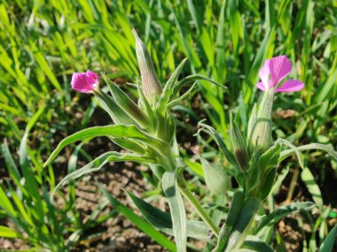 Koni sineği ya da Silene Conoidea bitkisi