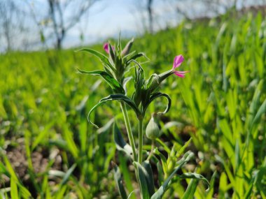 Koni sineği ya da Silene Conoidea bitkisi