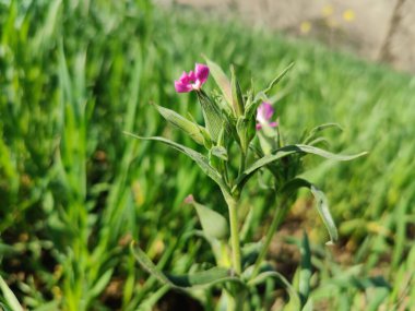 Koni sineği ya da Silene Conoidea bitkisi