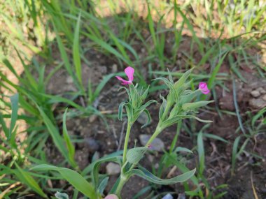 Cone catchfly or Silene Conoidea plant clipart