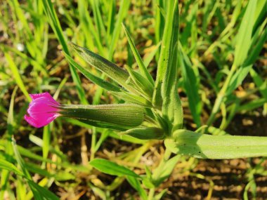Koni sineği ya da Silene Conoidea bitkisi
