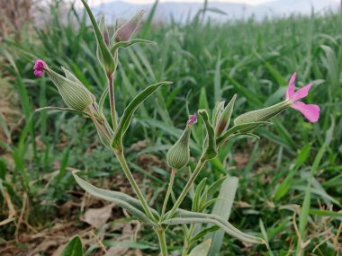 Koni sineği ya da Silene Conoidea bitkisi