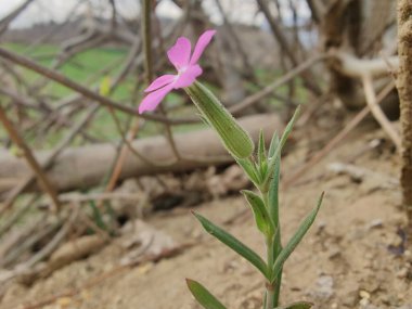 Koni sineği ya da Silene Conoidea bitkisi
