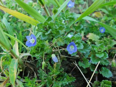 Pers hız kuyusu veya Veronica persica Mor çiçek ve yeşil bitki