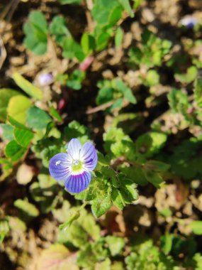 Pers hız kuyusu veya Veronica persica Mor çiçek ve yeşil bitki
