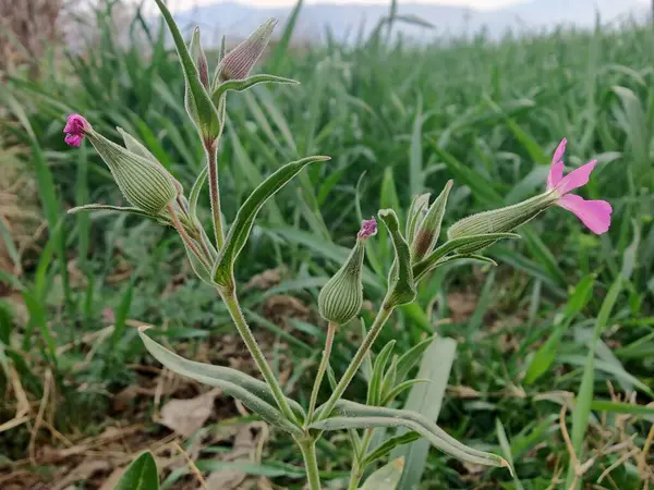 Koni sineği ya da Silene Conoidea bitkisi