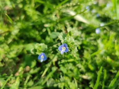 Pers hız kuyusu veya Veronica persica Mor çiçek ve yeşil bitki
