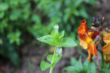 Stellaria medyası veya Yaygın Chickweed beyaz çiçek ve yeşil bitki