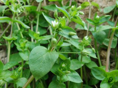 Stellaria medyası veya Yaygın Chickweed beyaz çiçek ve yeşil bitki