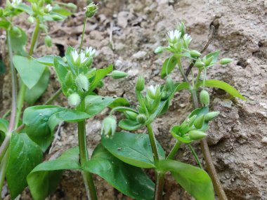 Stellaria medyası veya Yaygın Chickweed beyaz çiçek ve yeşil bitki