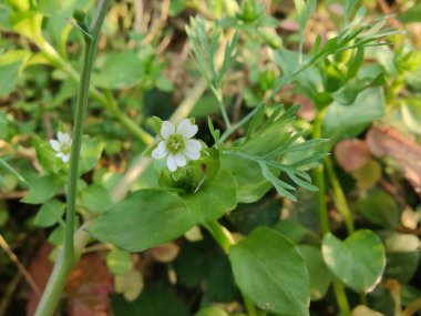Stellaria medyası veya Yaygın Chickweed beyaz çiçek ve yeşil bitki