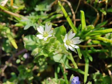 Stellaria medyası veya Yaygın Chickweed beyaz çiçek ve yeşil bitki