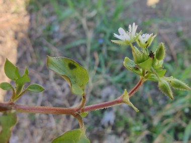 Stellaria medyası veya Yaygın Chickweed beyaz çiçek ve yeşil bitki