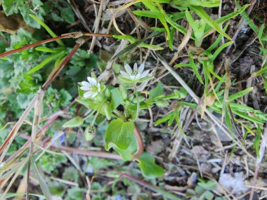 Stellaria medyası veya Yaygın Chickweed beyaz çiçek ve yeşil bitki