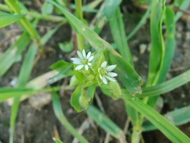 Stellaria medyası veya Yaygın Chickweed beyaz çiçek ve yeşil bitki