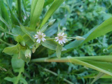 Stellaria medyası veya Yaygın Chickweed beyaz çiçek ve yeşil bitki