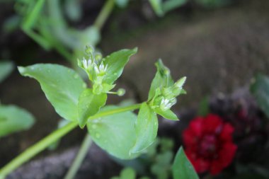 Stellaria medyası veya Yaygın Chickweed beyaz çiçek ve yeşil bitki