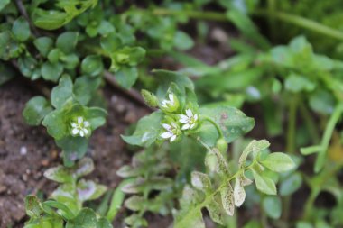 Stellaria medyası veya Yaygın Chickweed beyaz çiçek ve yeşil bitki