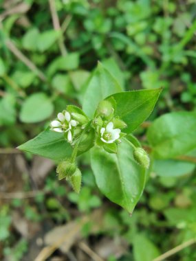 Stellaria medyası veya Yaygın Chickweed beyaz çiçek ve yeşil bitki