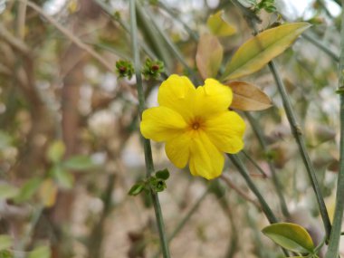Kış yasemini ya da Yasemin çiçekleri