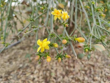 Winter jasmine or Jasminum nudiflorum yellow flowers clipart