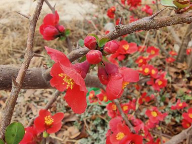 Çin ayva ya da Chaenomeles türleri Kırmızı Çiçekler