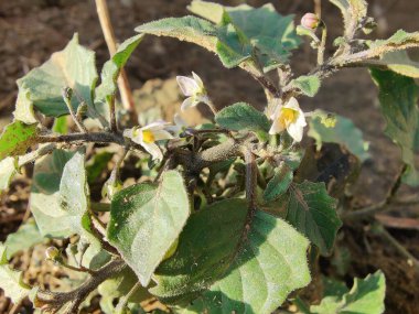 Siyah itüzümü veya Solanum nigrum yeşil bitki, beyaz çiçekler