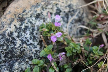 Dicliptera tinctoria, Peristrophe veya Dağ Pembe Çiçeği