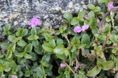 Dicliptera tinctoria, Peristrophe veya Dağ Pembe Çiçeği