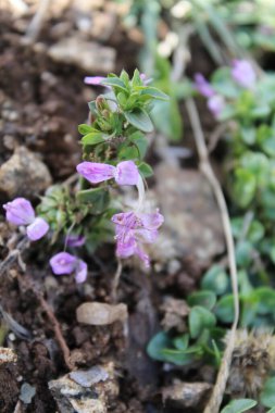 Dicliptera tinctoria, Peristrophe veya Dağ Pembe Çiçeği