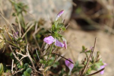 Dicliptera tinctoria, Peristrophe veya Dağ Pembe Çiçeği