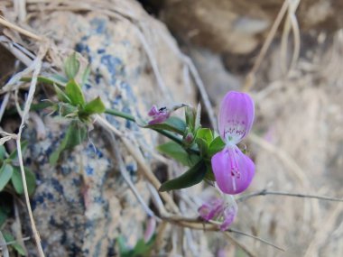 Dicliptera tinctoria, Peristrophe veya Dağ Pembe Çiçeği
