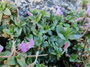 Dicliptera tinctoria, Peristrophe veya Dağ Pembe Çiçeği
