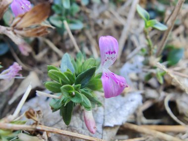 Dicliptera tinctoria, Peristrophe or Mountain Foldwing pink flower clipart