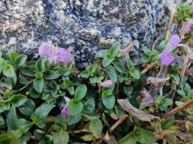 Dicliptera tinctoria, Peristrophe or Mountain Foldwing pink flower clipart