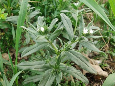 Mısır tarlası beyaz çiçek ve yeşil bitki