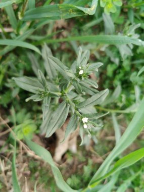 Mısır tarlası beyaz çiçek ve yeşil bitki