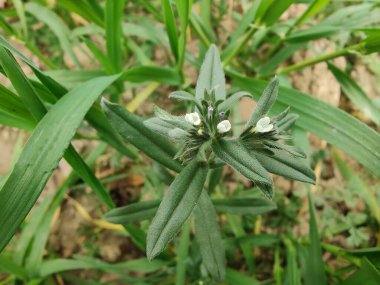Mısır tarlası beyaz çiçek ve yeşil bitki