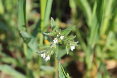Mısır tarlası beyaz çiçek ve yeşil bitki