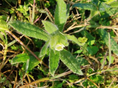 Nonea echioides veya Buglossoides arvensis