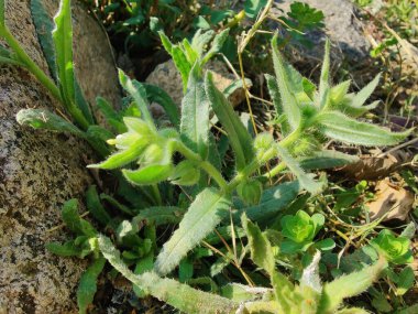 Nonea echioides veya Buglossoides arvensis