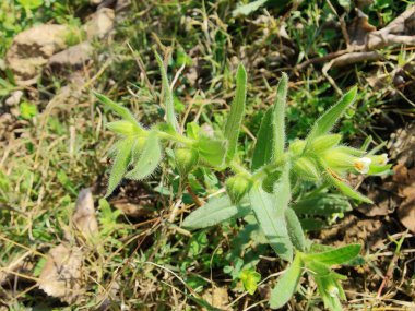 Nonea echioides veya Buglossoides arvensis