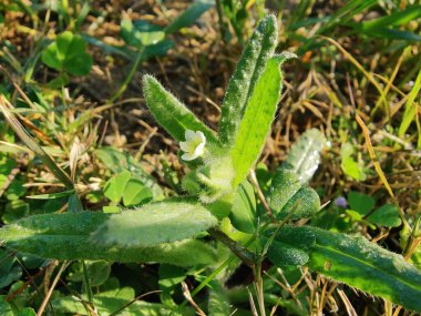 Nonea echioides veya Buglossoides arvensis