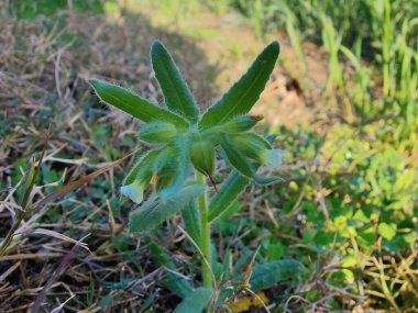 Nonea echioides veya Buglossoides arvensis